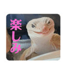 はちゅうるいまみれ（個別スタンプ：23）
