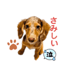 りゅうちゃんと仲間達（個別スタンプ：6）