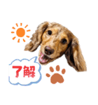 りゅうちゃんと仲間達（個別スタンプ：9）