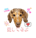 りゅうちゃんと仲間達（個別スタンプ：17）