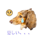 りゅうちゃんと仲間達（個別スタンプ：21）
