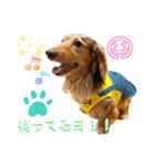 りゅうちゃんと仲間達（個別スタンプ：31）