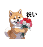 あなたへ贈る花束、柴犬普段使い♡（個別スタンプ：20）
