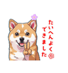 あなたへ贈る花束、柴犬普段使い♡（個別スタンプ：33）