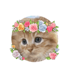 CAThappy11（個別スタンプ：2）