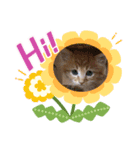 CAThappy11（個別スタンプ：3）