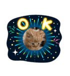 CAThappy11（個別スタンプ：4）