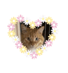 CAThappy11（個別スタンプ：6）