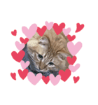 CAThappy11（個別スタンプ：7）