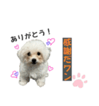 もちこスタンプU^ェ^U（個別スタンプ：1）