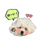 もちこスタンプU^ェ^U（個別スタンプ：3）