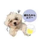 もちこスタンプU^ェ^U（個別スタンプ：5）