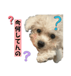 もちこスタンプU^ェ^U（個別スタンプ：11）
