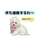 もちこスタンプU^ェ^U（個別スタンプ：12）