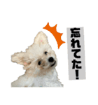 もちこスタンプU^ェ^U（個別スタンプ：18）