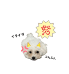 もちこスタンプU^ェ^U（個別スタンプ：20）