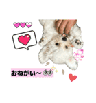 もちこスタンプU^ェ^U（個別スタンプ：25）