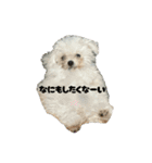 もちこスタンプU^ェ^U（個別スタンプ：26）