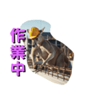 ムキムキマッチョカンガルー職人編（個別スタンプ：12）