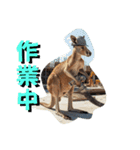 ムキムキマッチョカンガルー職人編（個別スタンプ：13）
