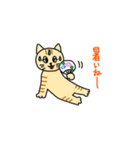 夏のネコにゃーたち（個別スタンプ：1）