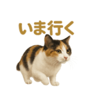 リアルすぎる三毛猫のやさしい日常感情表現（個別スタンプ：1）