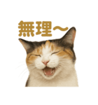 リアルすぎる三毛猫のやさしい日常感情表現（個別スタンプ：2）