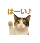 リアルすぎる三毛猫のやさしい日常感情表現（個別スタンプ：3）