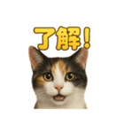 リアルすぎる三毛猫のやさしい日常感情表現（個別スタンプ：8）