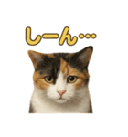 リアルすぎる三毛猫のやさしい日常感情表現（個別スタンプ：9）