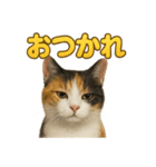 リアルすぎる三毛猫のやさしい日常感情表現（個別スタンプ：11）