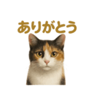 リアルすぎる三毛猫のやさしい日常感情表現（個別スタンプ：16）