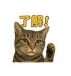 リアルなキジトラ猫のやさしい日常スタンプ（個別スタンプ：1）