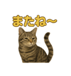 リアルなキジトラ猫のやさしい日常スタンプ（個別スタンプ：2）