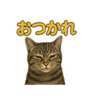 リアルなキジトラ猫のやさしい日常スタンプ（個別スタンプ：3）