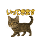 リアルなキジトラ猫のやさしい日常スタンプ（個別スタンプ：4）