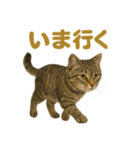 リアルなキジトラ猫のやさしい日常スタンプ（個別スタンプ：5）
