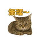 リアルなキジトラ猫のやさしい日常スタンプ（個別スタンプ：6）