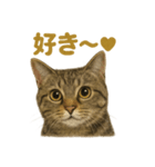 リアルなキジトラ猫のやさしい日常スタンプ（個別スタンプ：7）