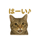 リアルなキジトラ猫のやさしい日常スタンプ（個別スタンプ：8）