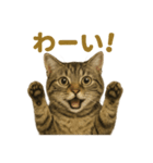 リアルなキジトラ猫のやさしい日常スタンプ（個別スタンプ：10）