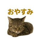 リアルなキジトラ猫のやさしい日常スタンプ（個別スタンプ：11）