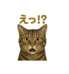 リアルなキジトラ猫のやさしい日常スタンプ（個別スタンプ：12）