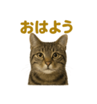 リアルなキジトラ猫のやさしい日常スタンプ（個別スタンプ：13）