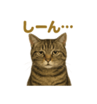 リアルなキジトラ猫のやさしい日常スタンプ（個別スタンプ：14）