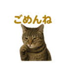 リアルなキジトラ猫のやさしい日常スタンプ（個別スタンプ：15）