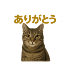 リアルなキジトラ猫のやさしい日常スタンプ（個別スタンプ：16）