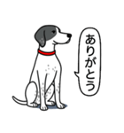 イングリッシュポインター(ブラック）①（個別スタンプ：1）