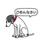 イングリッシュポインター(ブラック）①（個別スタンプ：2）