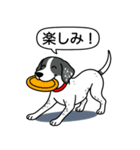 イングリッシュポインター(ブラック）①（個別スタンプ：7）
